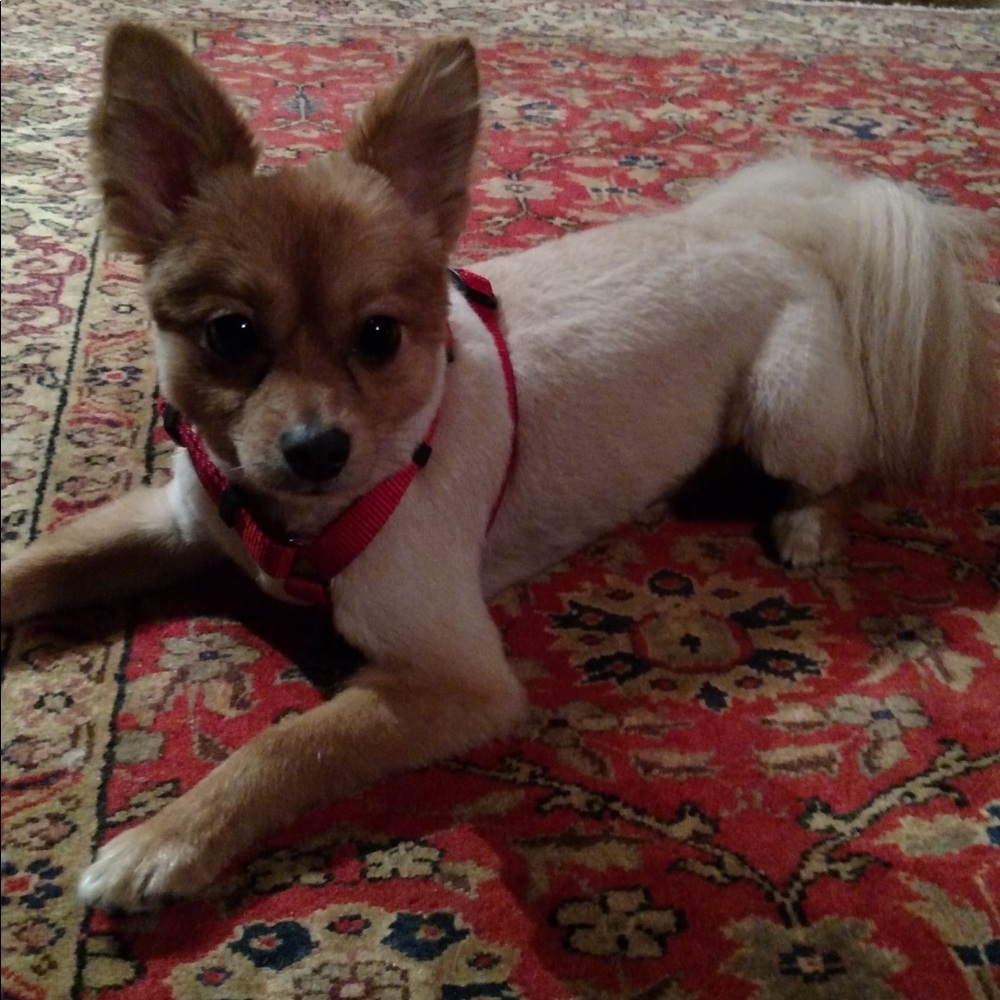 Meet your Posher, Sydney